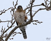 Photo taken by: SciurusNiger